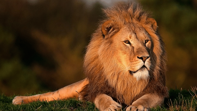 Content marketing is the king of the jungle